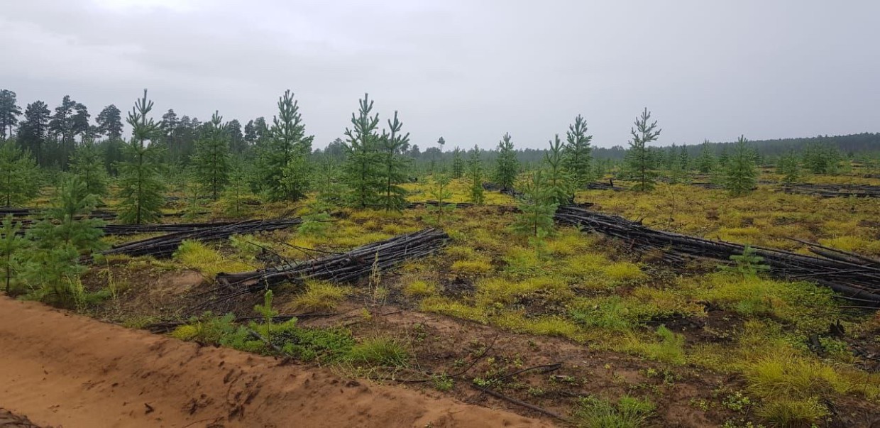 Nordgold вложит 300 млн рублей в восстановление лесов в Якутии в 2023 году