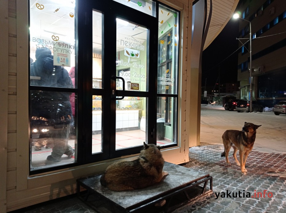 В Москве на содержание бездомных собак тратится 1,4 миллиарда рублей, в Якутске — 38 миллионов
