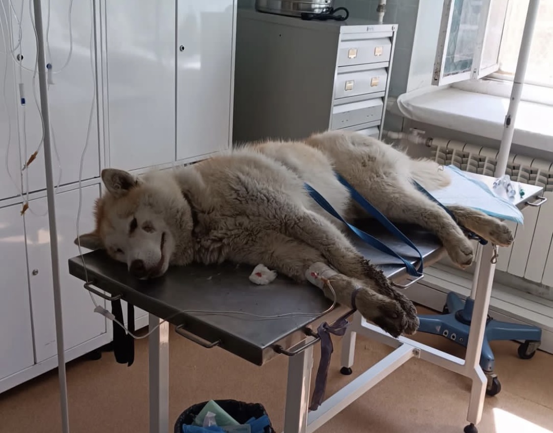 «Беги на радугу!»: В Якутске скончался пес, избитый молотком в Мохсоголлохе