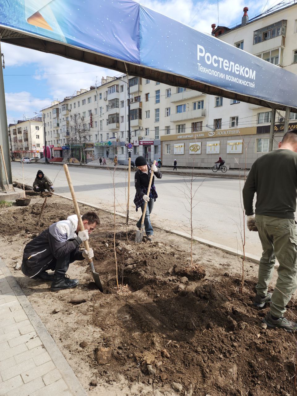 На новом проспекте Ленина высаживают саженцы березы