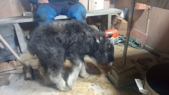 Осиротевшего овцебычка увезут в зоопарк