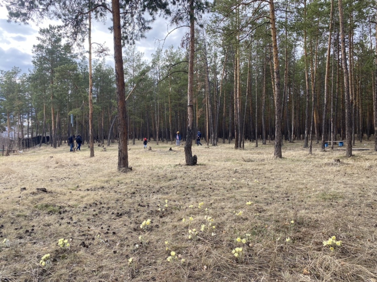 «Воздух свежий благодаря нашим соснам»: Жители Мерзлотки против строительства дороги через лес