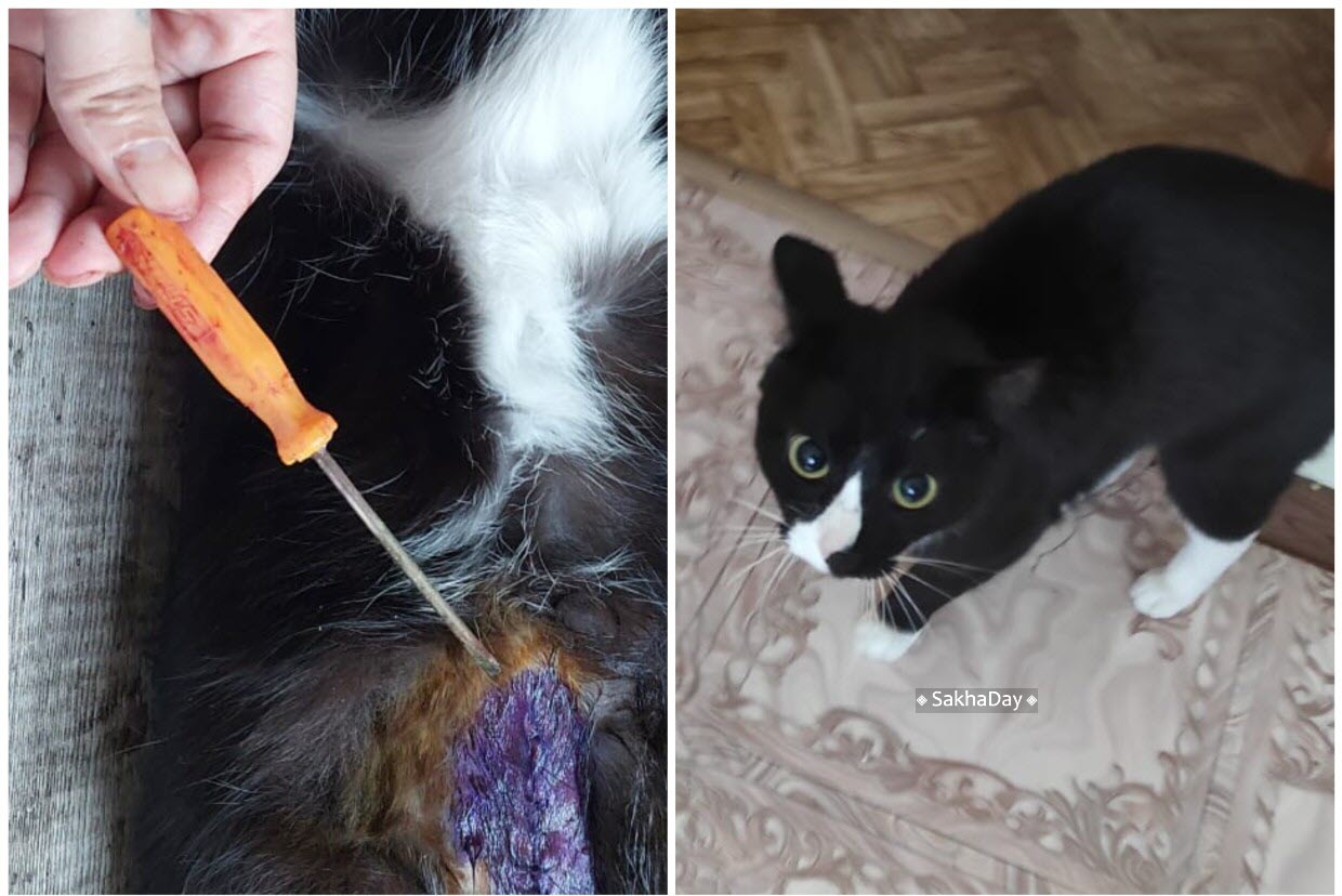 Ветеринары Среднеколымска не ожидали хейта от зоозащитников: «Музик проглотил отвертку, когда хозяина не было дома»