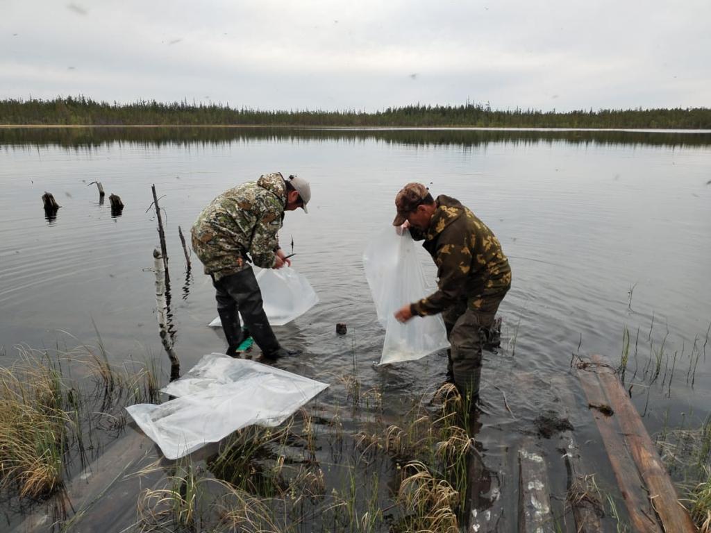 АЛРОСА начала ежегодную работу по зарыблению водоемов Якутии