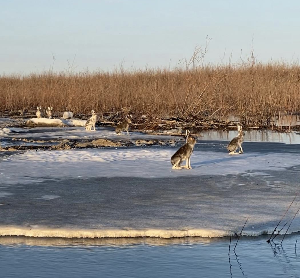 «Выпустили на поляну»: В Усть-Янском улусе рыбаки спасли зайцев во время паводка