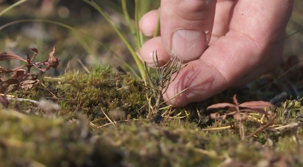 Ученые проведут исследования почв алмазоносных месторождений АЛРОСА