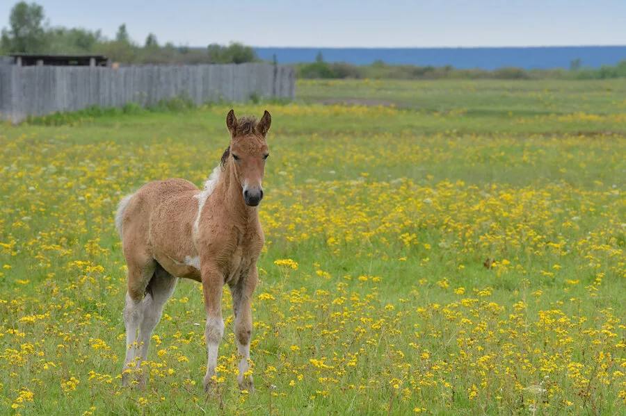 Одобряет ли божество Дьөһөгөй приготовление туши жеребенка в свой год?