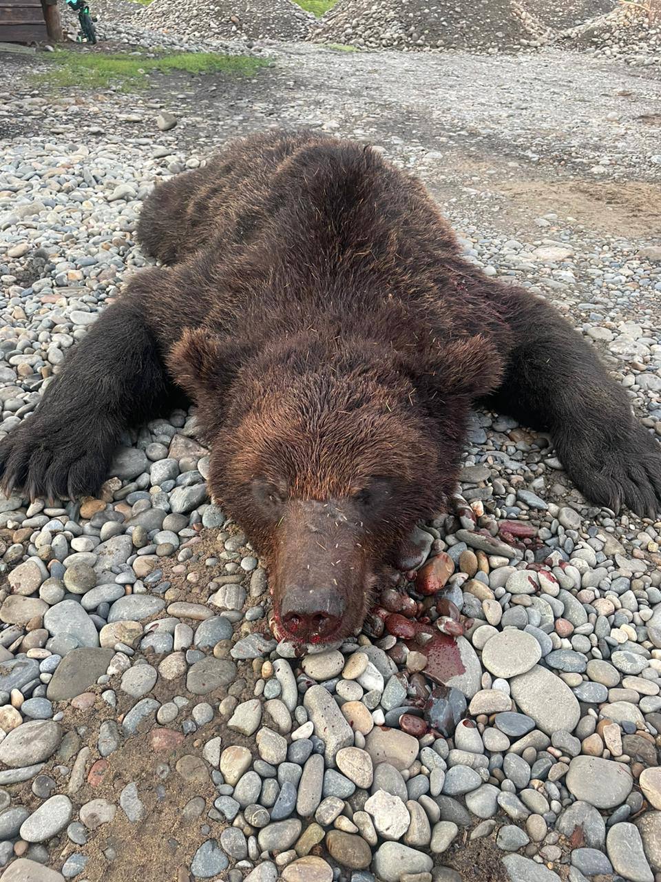 Медведь, проникший во двор частного дома в Хандыге, уничтожен
