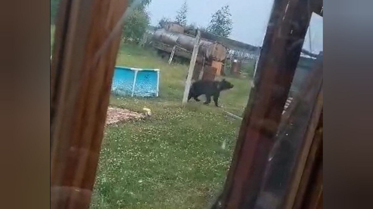 Медведь наведался на дачу в поселке Хандыга в Якутии