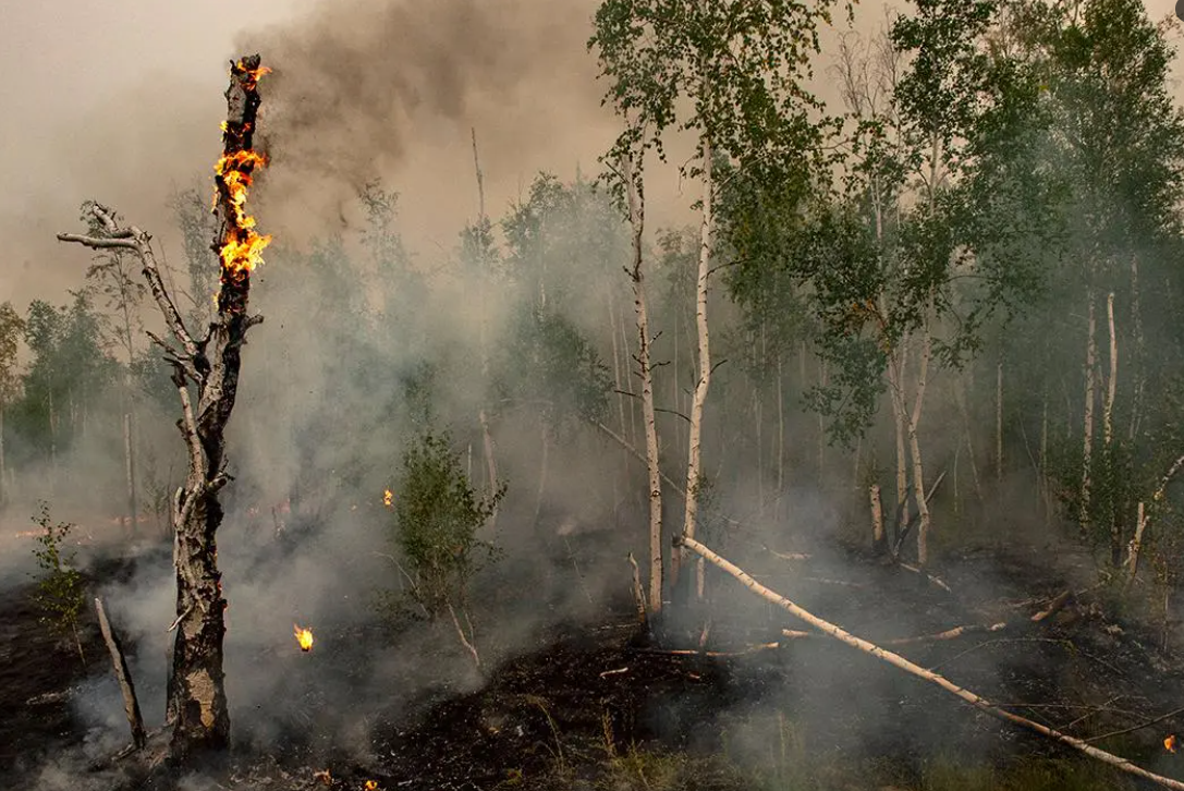 Площадь лесных пожаров за неделю выросла на треть и приблизилась к 500 тыс. га в Якутии