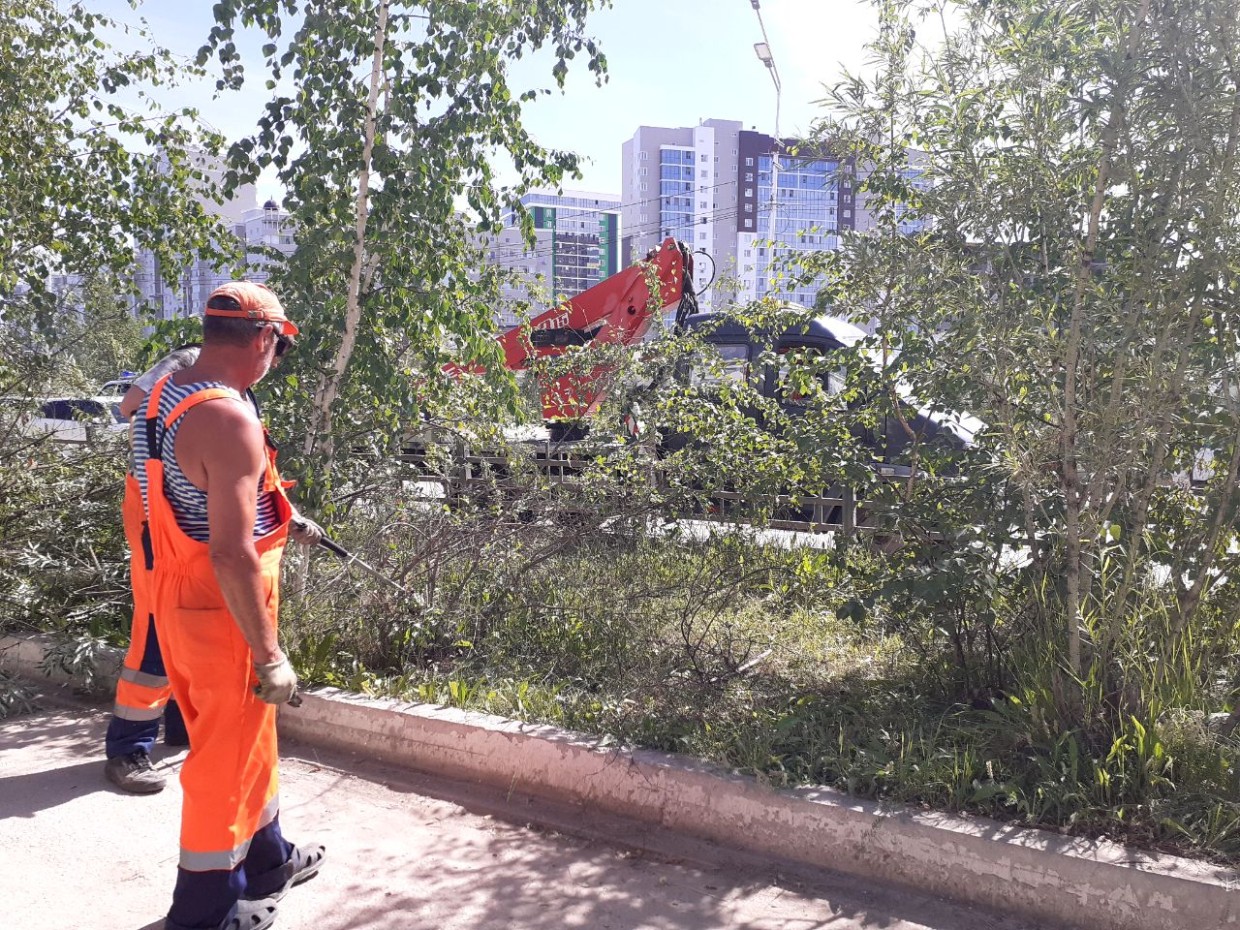 Жители Якутска назвали сплошную вырубку деревьев варварством, а мэрия объяснила вырубкой сухостоя
