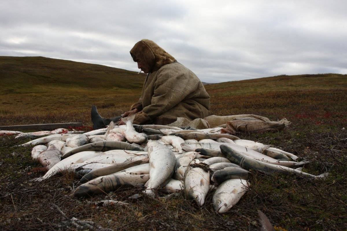 Жители Арктики бьют тревогу: местным жителям не дают рыбачить даже для пропитания