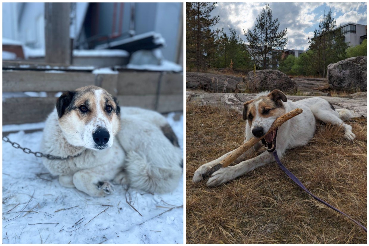Как пес из Якутска снова обрел семью в Финляндии