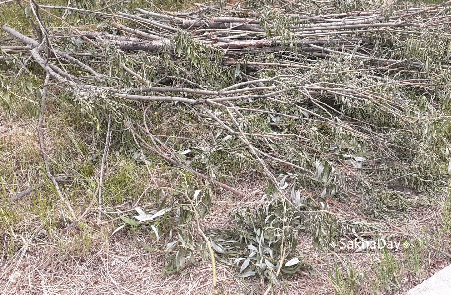 Экс-глава Управы Якутска сообщила об уничтожении посаженных за бюджетные деньги кустарниках