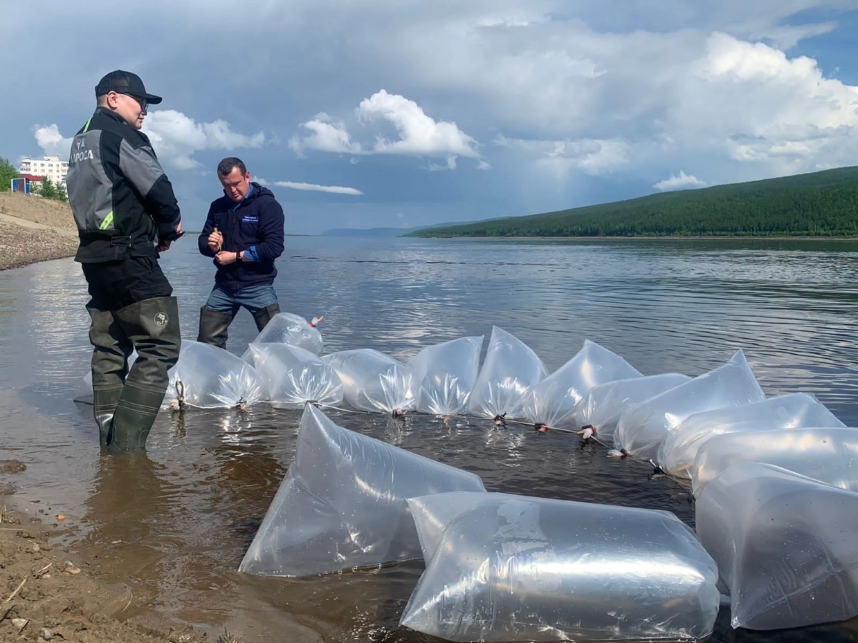 АЛРОСА для будущего рыболовного промысла: системная работа и многолетний вклад