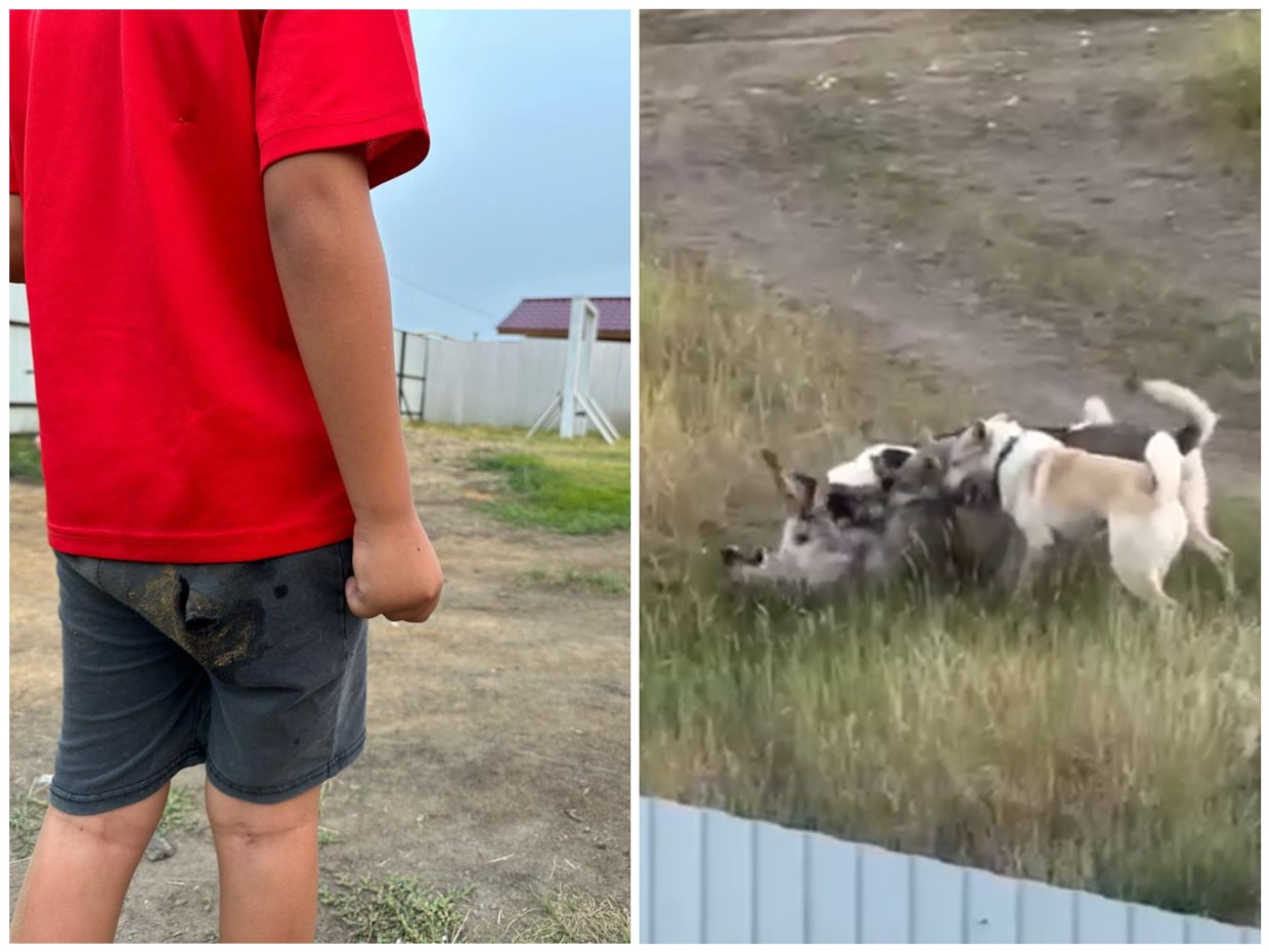 В «Сатале» Якутска участились нападения агрессивных собак