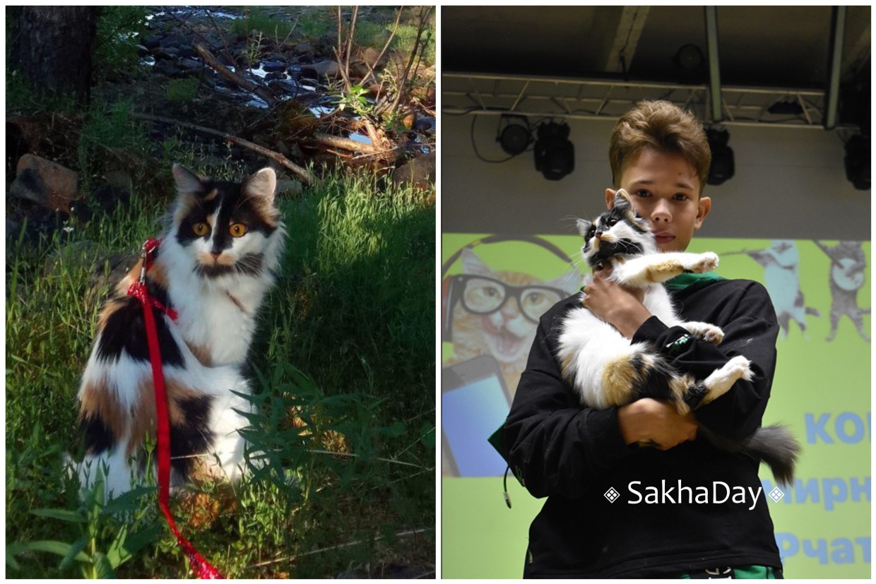 Кошка Клепа, спасенная в Подмосковье, проводит второе лето в Якутии с юным хозяином