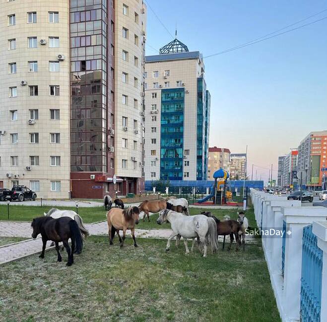 Фотофакт: Табун лошадей продолжает мигрировать по Якутску