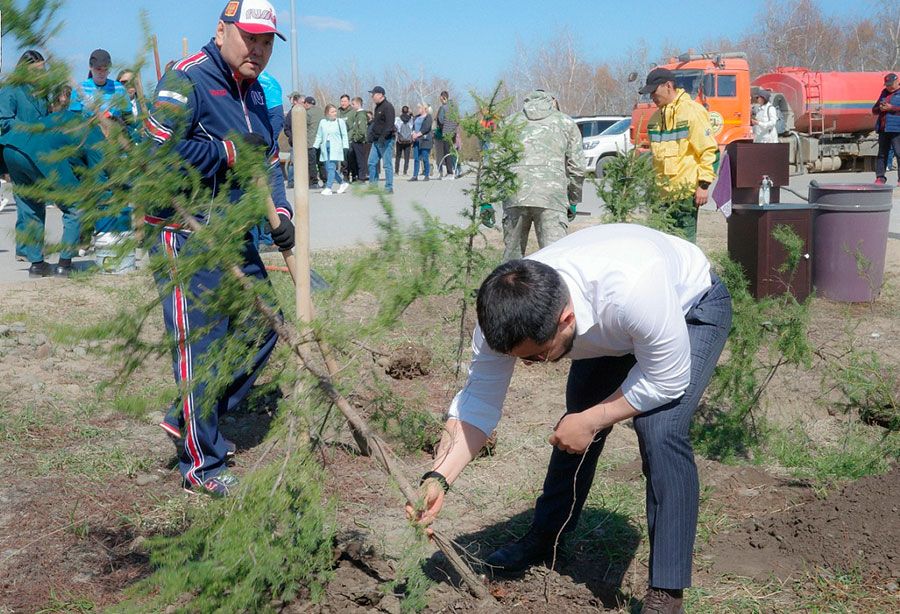 В Якутске часть деревьев, посаженных в Парке Победы, погибла