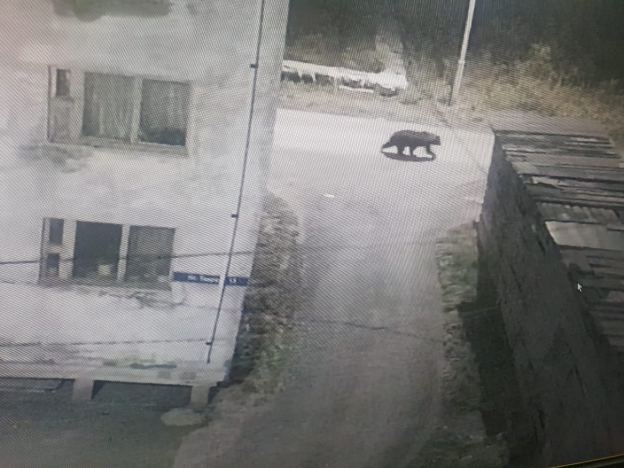 Медведь опять гулял по Черскому