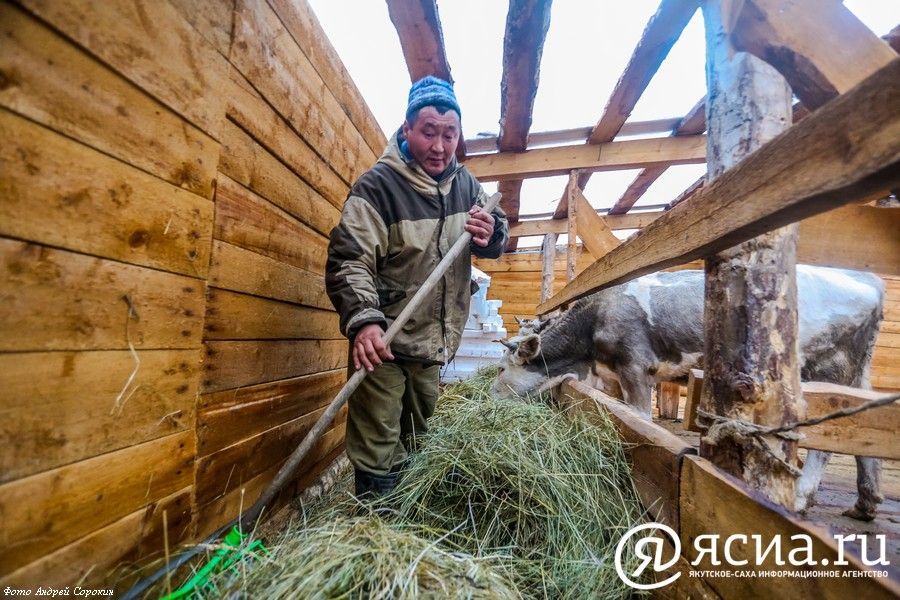 Якутия обспечивает себя мясом на 27%. Расходы на развитие сельского хозяйства выросли с 8 до 14 миллиардов рублей