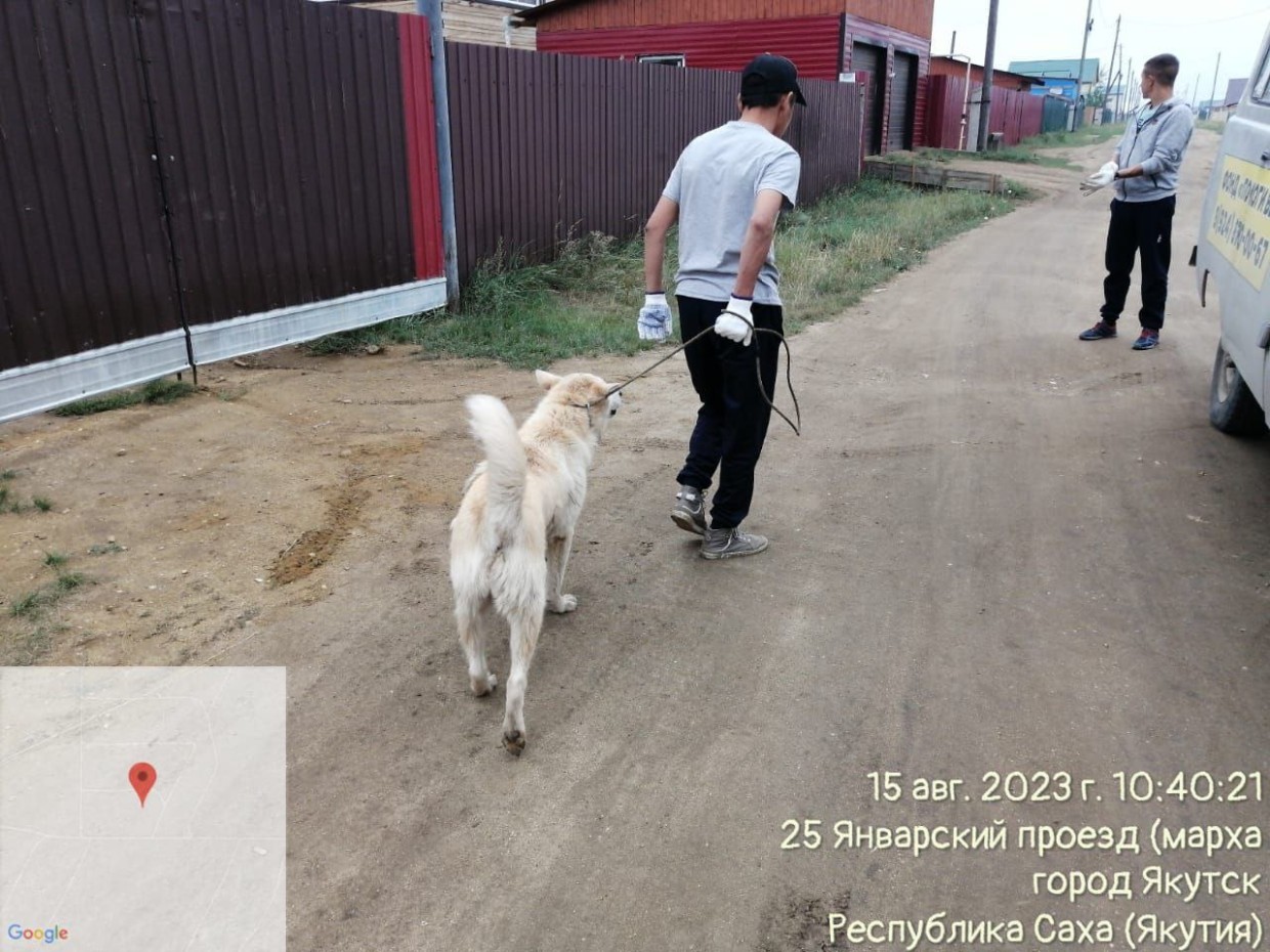 В микрорайоне «Сатал» Якутска начался отлов собак