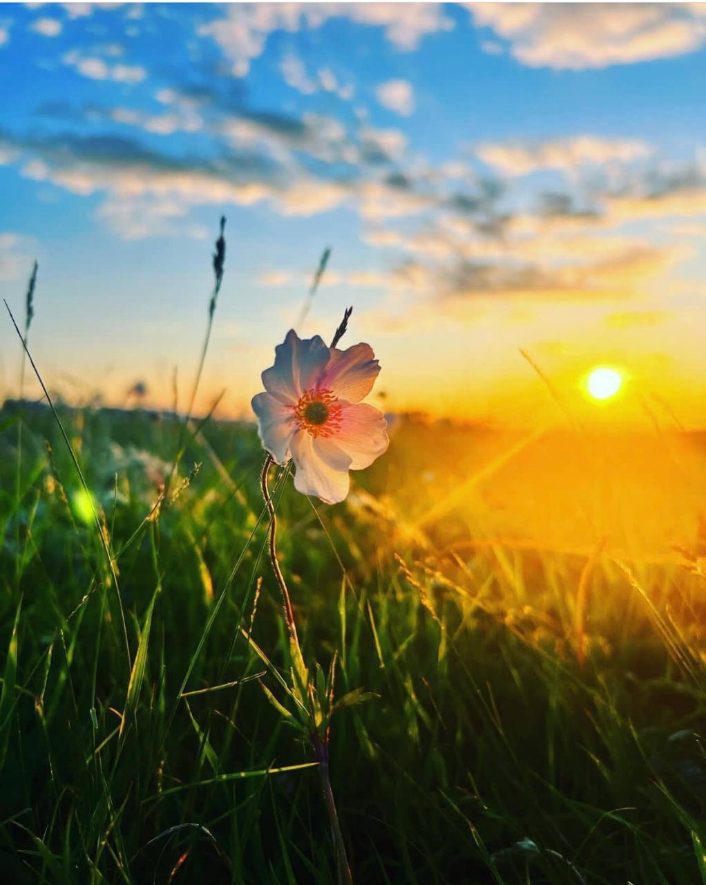Народный синоптик Тускул: в выходные хорошая погода, наслаждайтесь