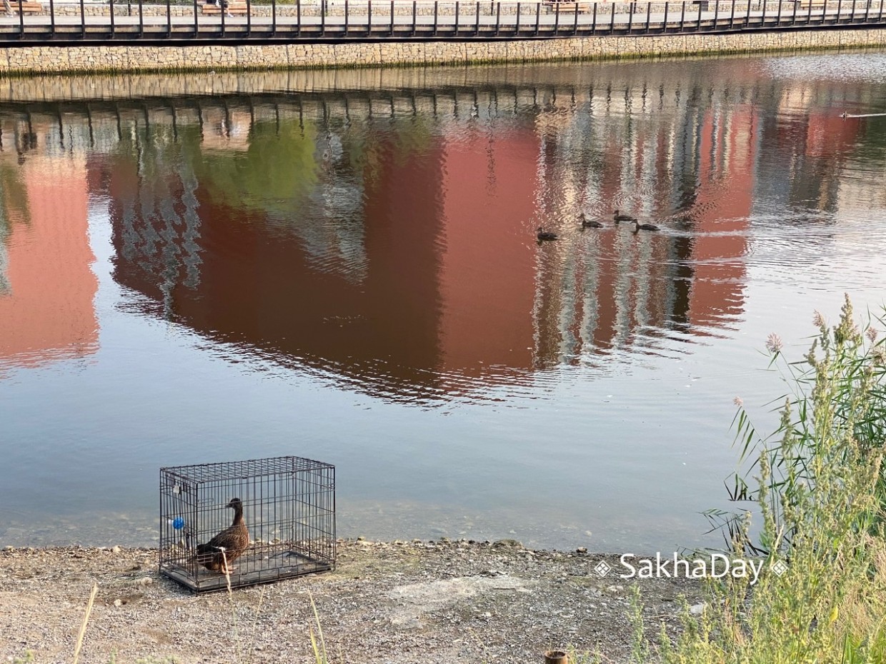 «Кря-кря!»: Как утята-сироты озера Талое отстояли свою независимость