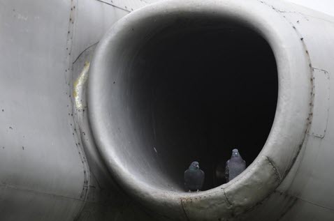 В аэропорту Иркутска самолет столкнулся со стаей птиц