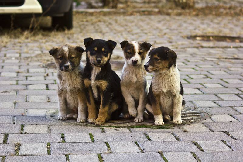 В России запустят первый сервис по идентификации бездомных животных с помощью фото