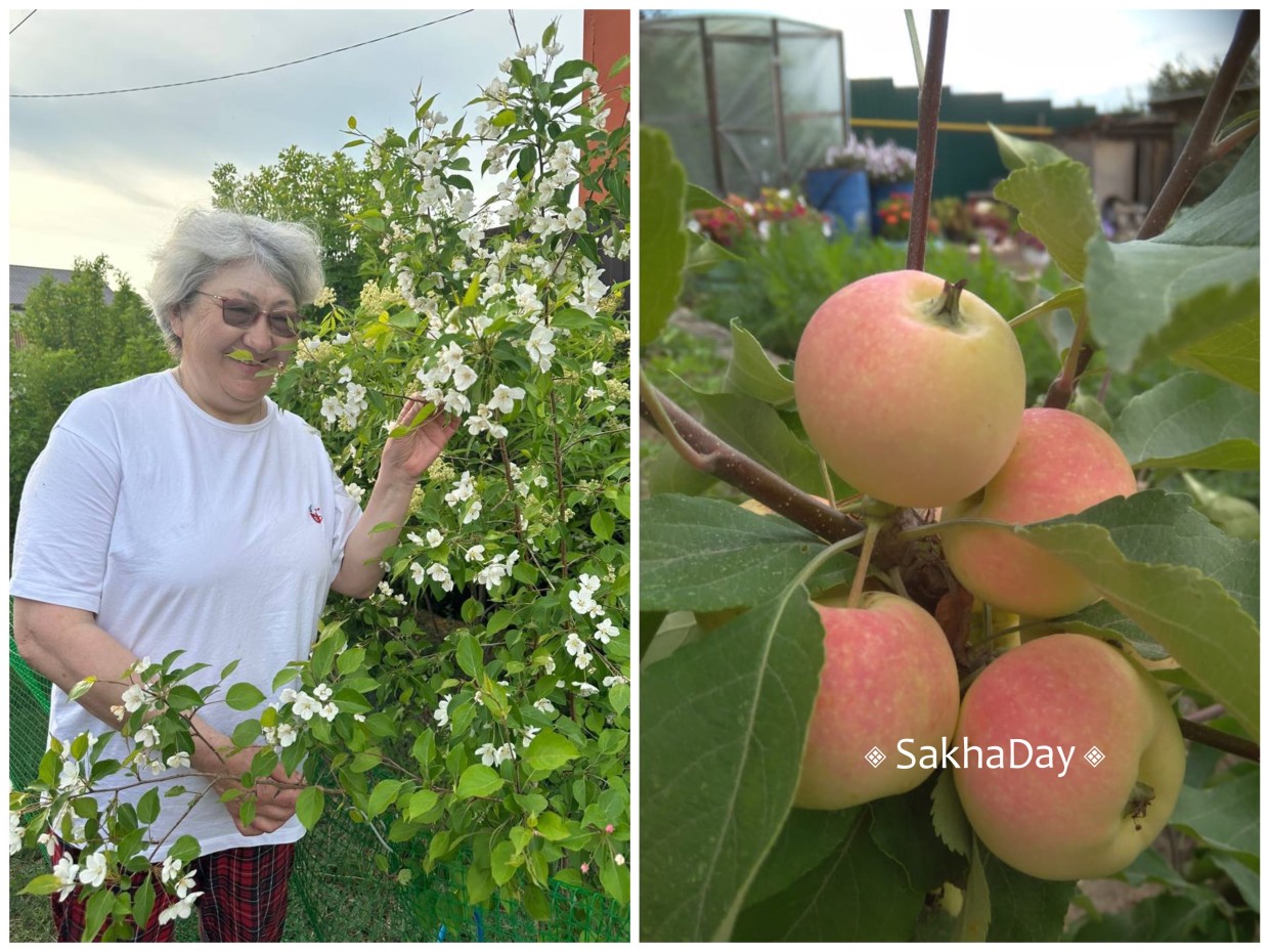 Наши бабушки выращивают яблоки: «Яблоневым садам в Якутии цвести!»