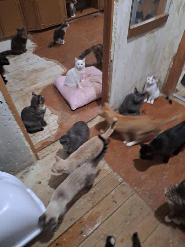 В Якутске соседи жалуются на зооволонтера с армией кошек: "Если бы люди не бросали своих питомцев, то никто бы не страдал"