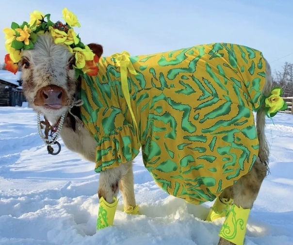 В Якутии начинается конкурс красоты среди коров.  Он вышел на новый уровень