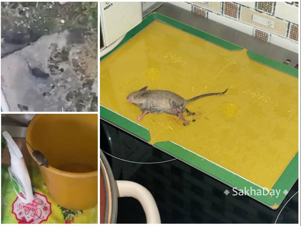 «Крысиные пляски»: В Нерюнгри нашествие грызунов