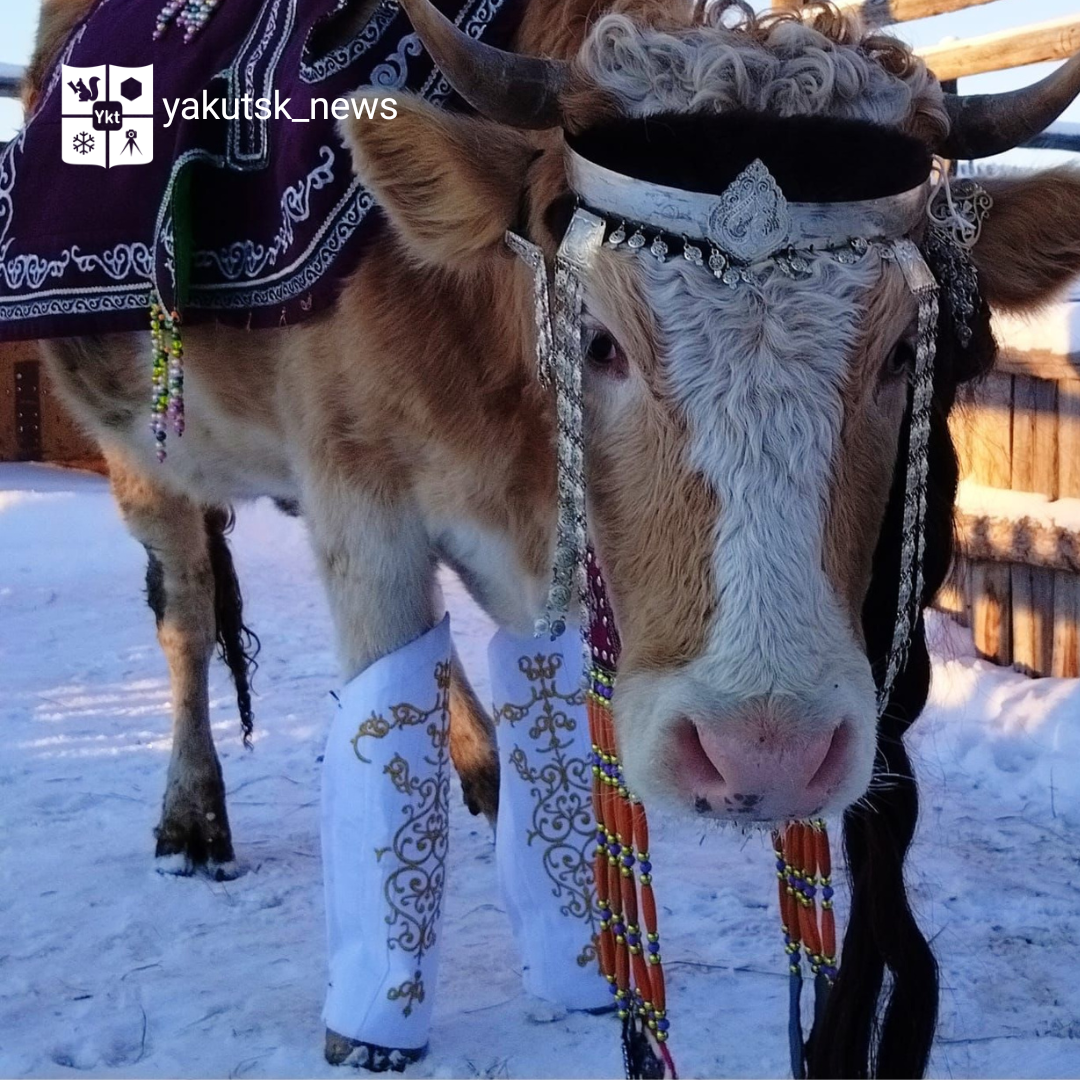 В Якутии выбрали самую красивую корову