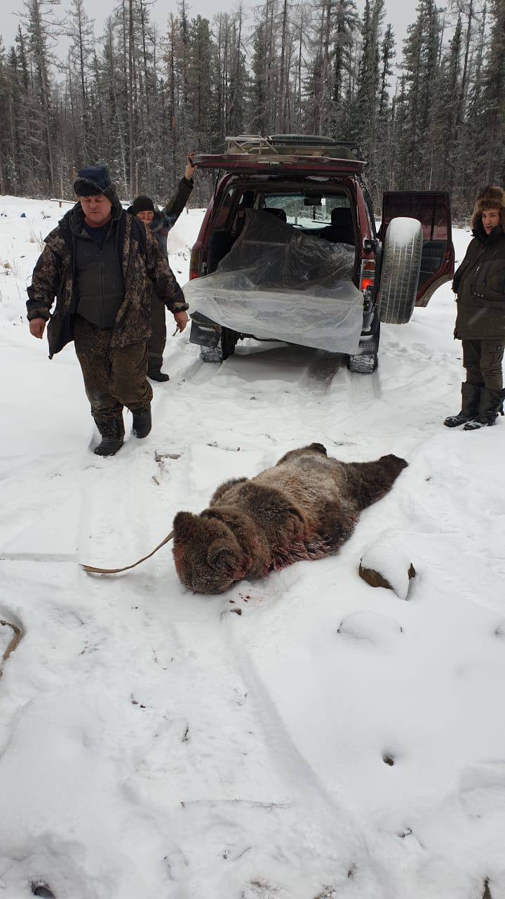 В Якутии медведь напал на двух рабочих-бурильщиков