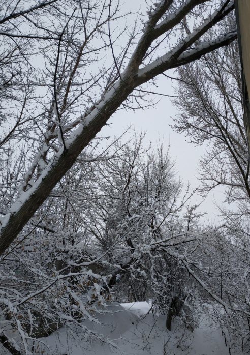 В Мегино-Кангаласском районе на мужчину упало дерево. Он скончался