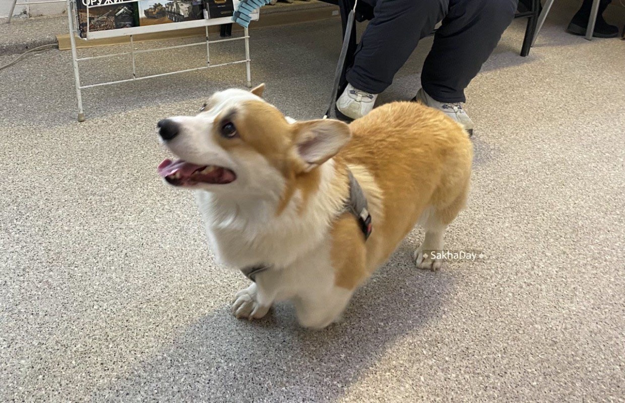 Симпатяга Коржик радует посетителей библиотеки в Якутске