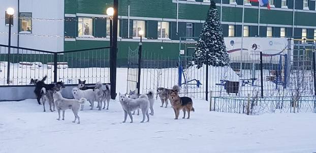 В Батагае Якутии бродячие собаки штурмуют двор школы