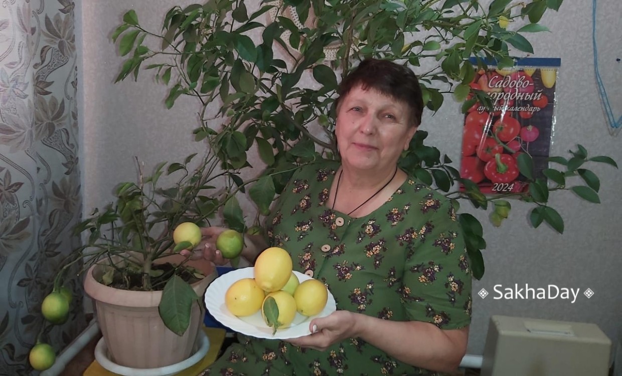 Жительница Томпонского улуса собирает урожай лимонов