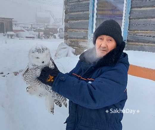 Сегодня у полярной совы, найденной в Чурапче, операция