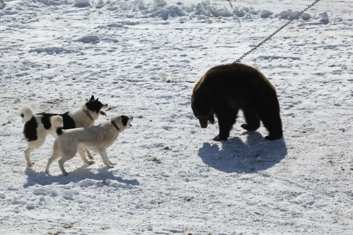 «Либо простые люди, либо медведи». Как принятый закон влияет на численность медведей в Якутии