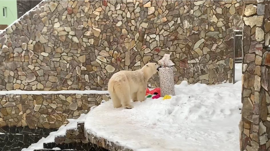 Белой медведице Хаарчаане на день рождения подарили красную рыбу и игрушку