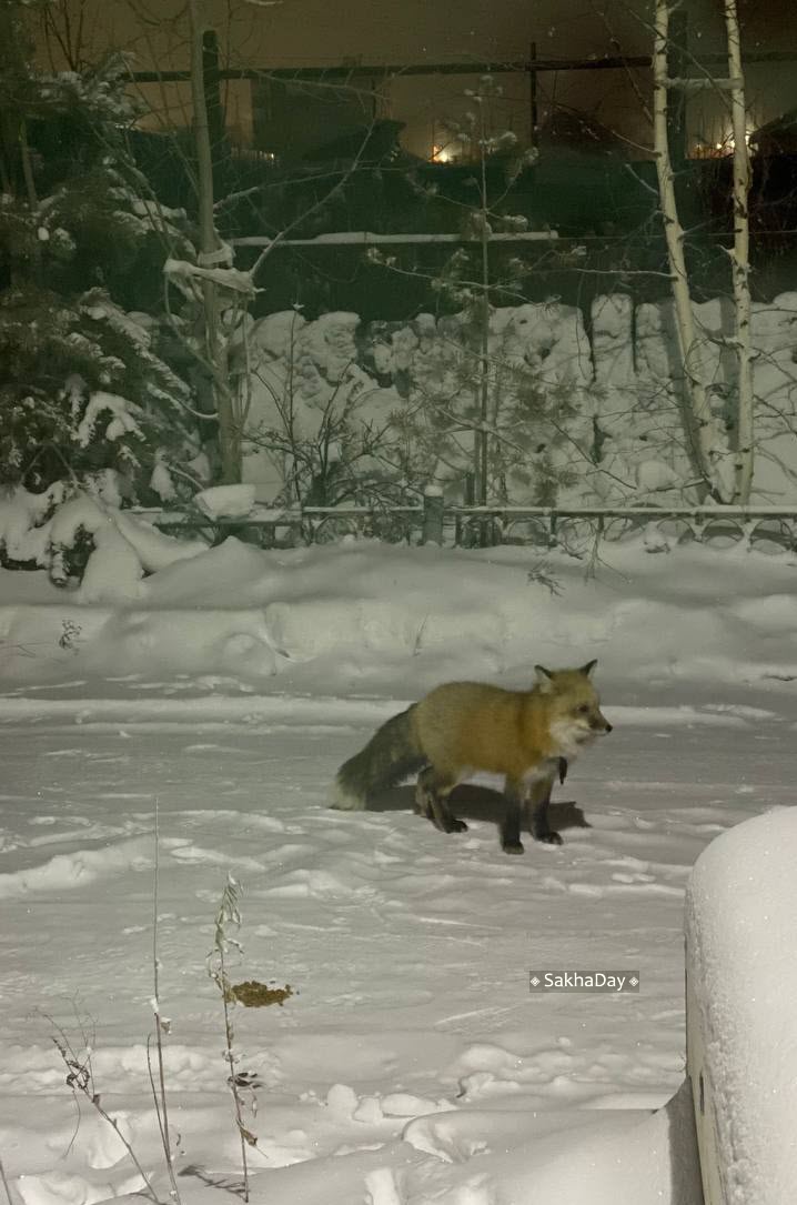 Во двор к жительнице Якутска пришла в гости домашняя лиса