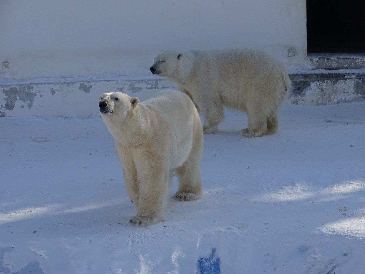 В зоопарке «Орто Дойду» надеются, что белая медведица Колымана даст потомство