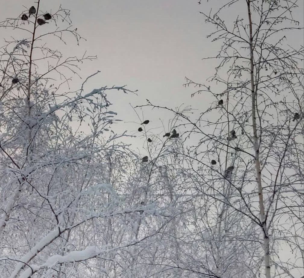 Для кого сегодня актированный день?