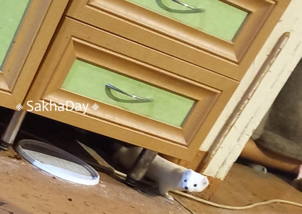 В Оленегорске горностай три года приходит в гости к людям