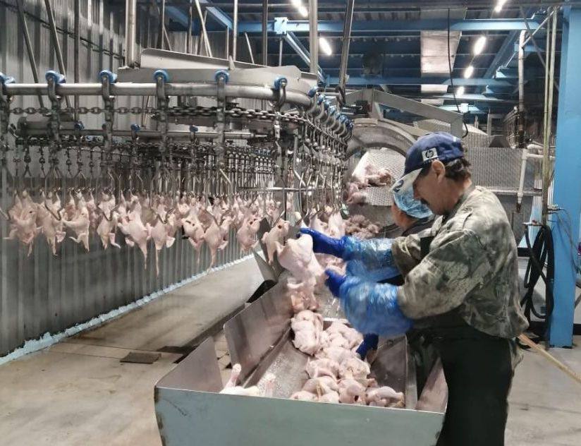 В полуфабрикатах мяса цыплят-бройлеров Нерюнгринской птицефабрики обнаружили сальмонеллу