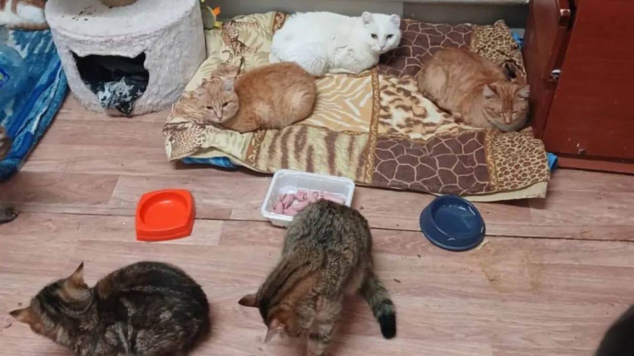 В Фонде помощи животным «4 лапки» в Якутске заявили о нехватке средств на содержание кошек