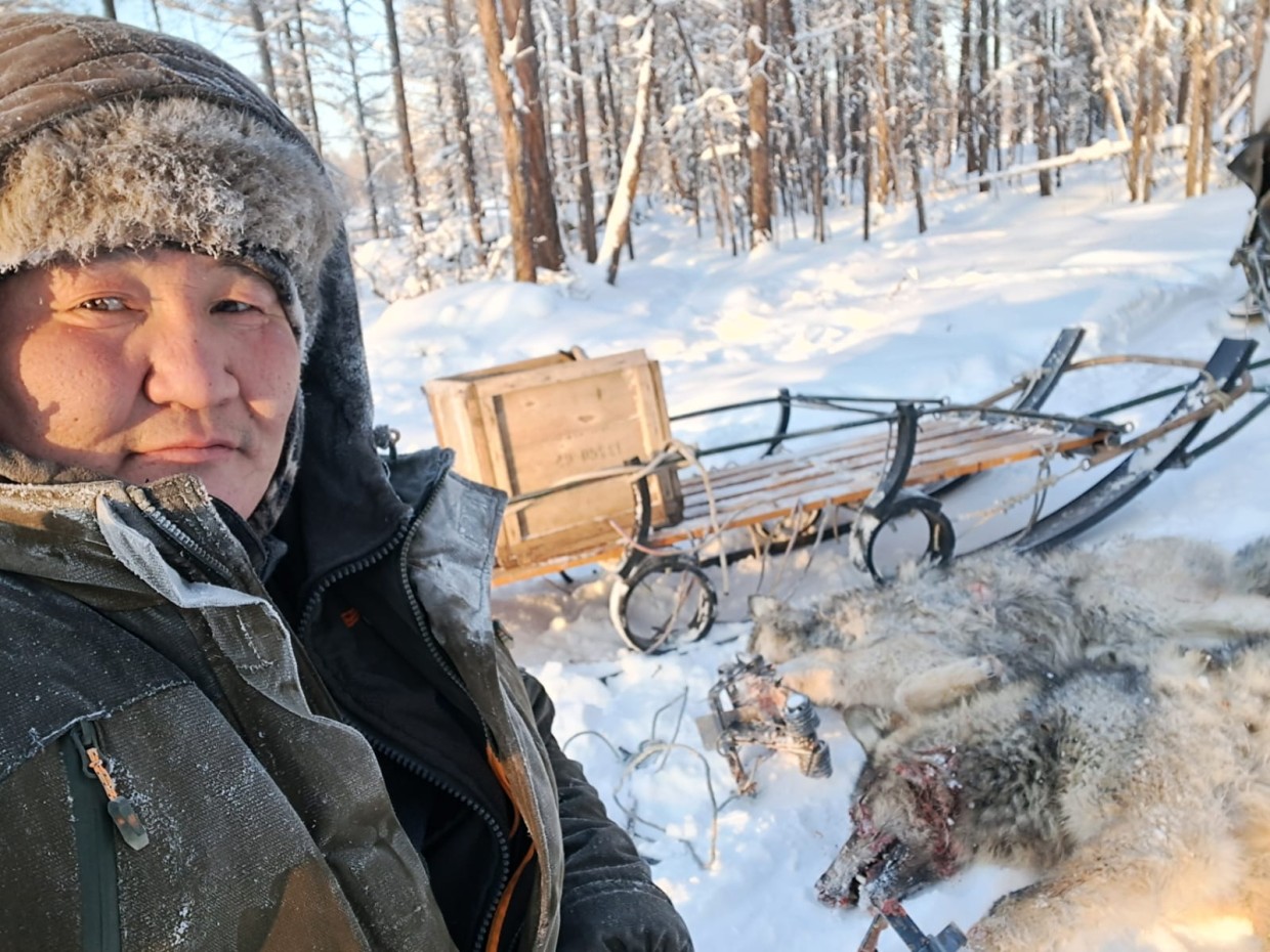 Якутский охотник: «Волк по уровню интеллекта в привычных для него условиях порой превосходит человека»